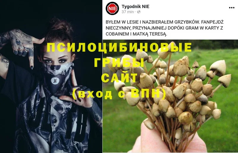 Псилоцибиновые грибы Psilocybine cubensis  продажа наркотиков  blacksprut вход  Высоковск 